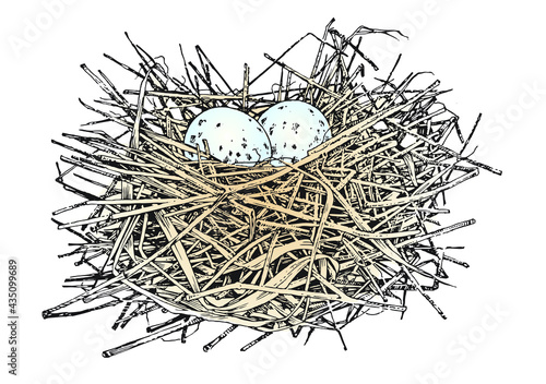 nest with eggs