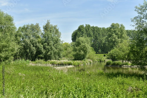 Végétation sauvage et dense à l'extrémité du grand étang de Neerpede à l'ouest d'Anderlecht 