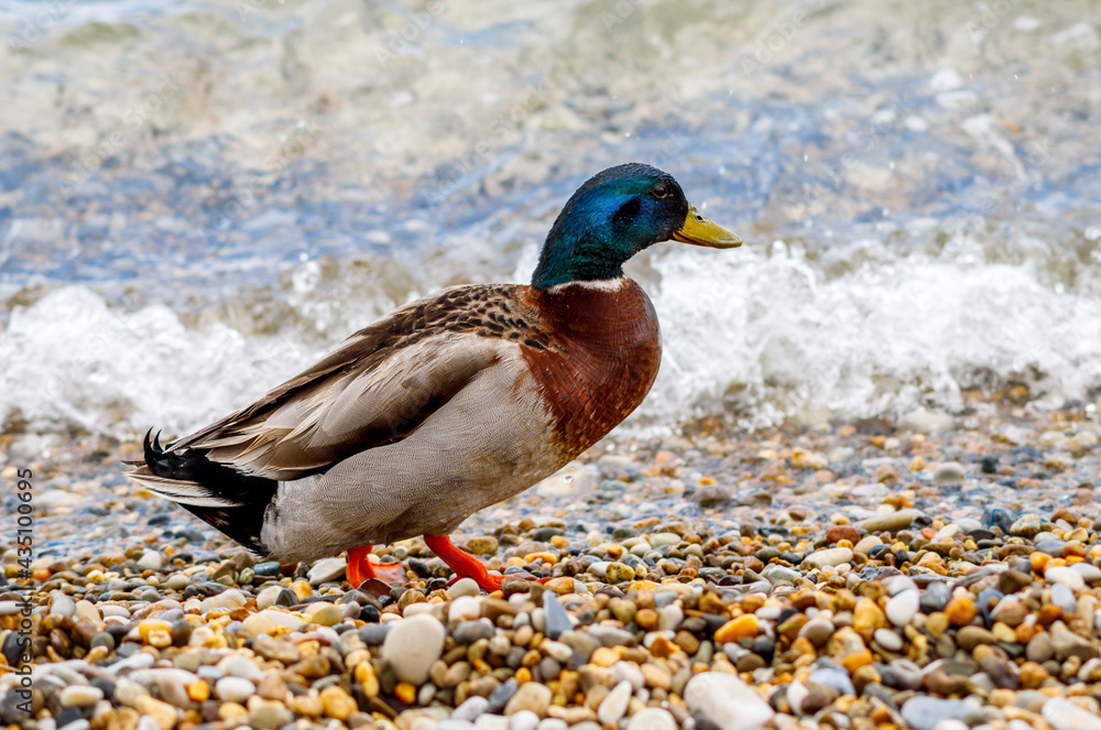 A family of ducks hunts on the sea beach in cloudy weather A family of ducks hunts on the sea beach in cloudy weather