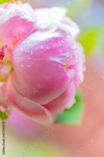 Rosa con sfondo sfocato