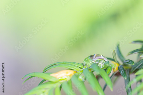 Fogliame con sfondo sfocato