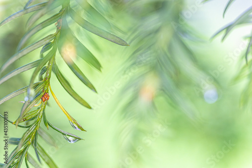 Fogliame con sfondo sfocato