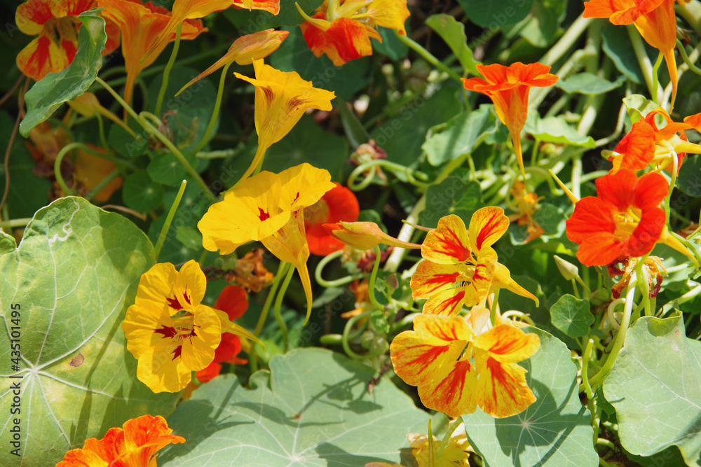 A mix of edible Capucine Dwarf Jewel Nasturtium flowers in red and yellow A mix of edible Capucine Dwarf Jewel Nasturtium flowers in red and yellow