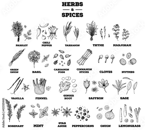 Herbs and spices hand drawn vector illustration. Aromatic plants. Hand drawn food sketch. Vintage illustration. Herbs and spices collection. Sketch style set.