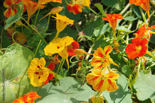Wallpaper Mural A mix of edible Capucine Dwarf Jewel Nasturtium flowers in red and yellow Torontodigital.ca