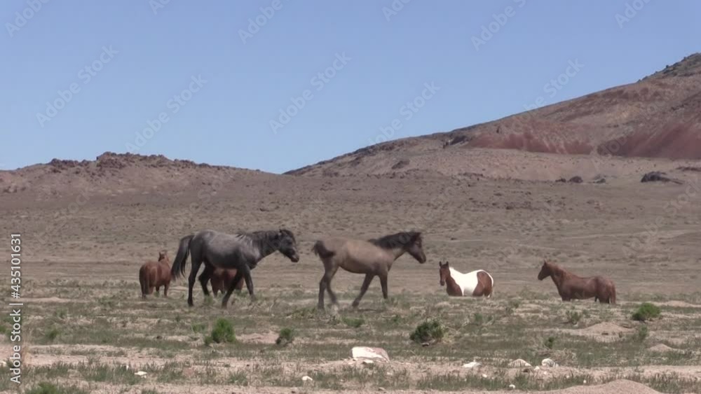 Herd of Wild Horses in the Utah Desert Herd of Wild Horses in the Utah Desert