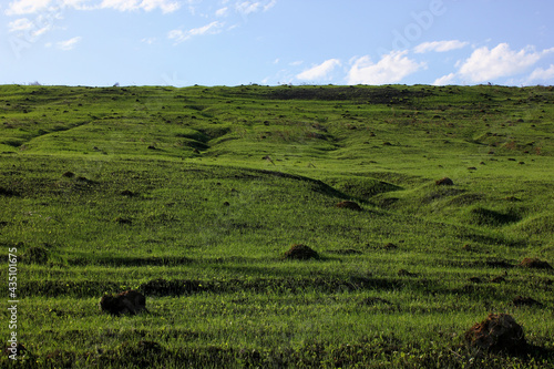 molehills in a green spring meadow