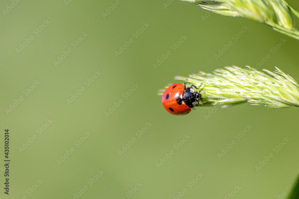 Obraz premium Beautiful black dotted red ladybug beetle climbing in a plant on green grass seeds with copy space hunting for plant louses to kill them as beneficial organism and useful animal in the spring garden