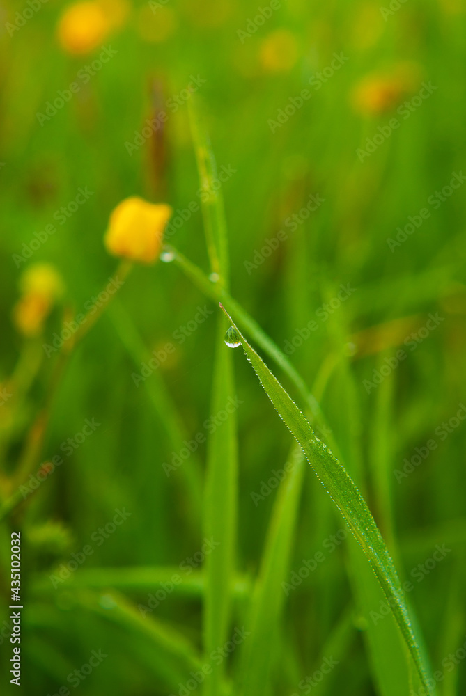 Dew drops on green grass on a blurred bright green background. Dew drops on green grass on a blurred bright green background.