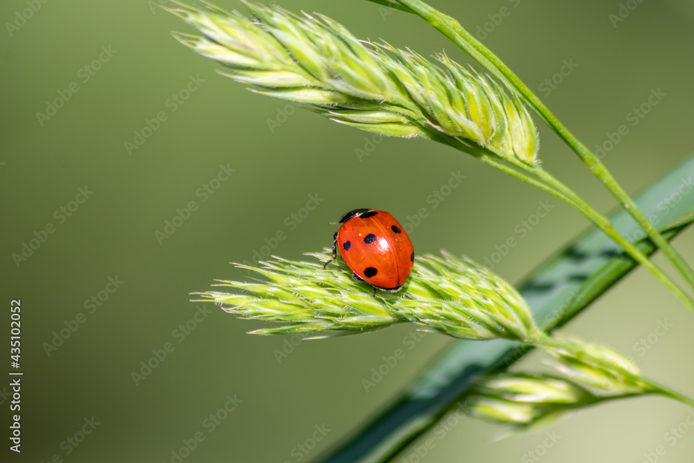Beautiful black dotted red ladybug beetle climbing in a plant on green grass seeds with copy space hunting for plant louses to kill them as beneficial organism and useful animal in the spring garden Beautiful black dotted red ladybug beetle climbing in a plant on green grass seeds with copy space hunting for plant louses to kill them as beneficial organism and useful animal in the spring garden