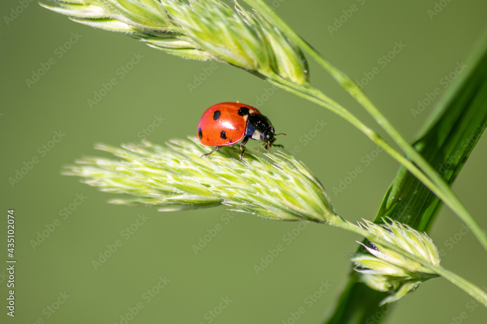 Beautiful black dotted red ladybug beetle climbing in a plant on green grass seeds with copy space hunting for plant louses to kill them as beneficial organism and useful animal in the spring garden Beautiful black dotted red ladybug beetle climbing in a plant on green grass seeds with copy space hunting for plant louses to kill them as beneficial organism and useful animal in the spring garden