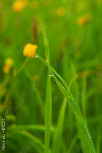 Dew drops on green grass on a blurred bright green background.