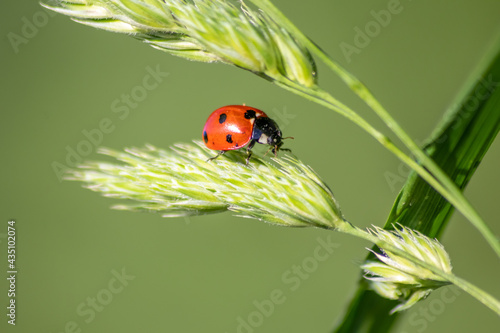 Beautiful black dotted red ladybug beetle climbing in a plant on green grass seeds with copy space hunting for plant louses to kill them as beneficial organism and useful animal in the spring garden © sunakri
