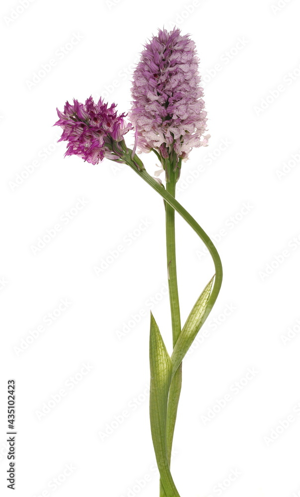 Naklejka premium Pyramidal orchid, anacamptis pyramidalis inflorescence isolated on white background, clipping path
