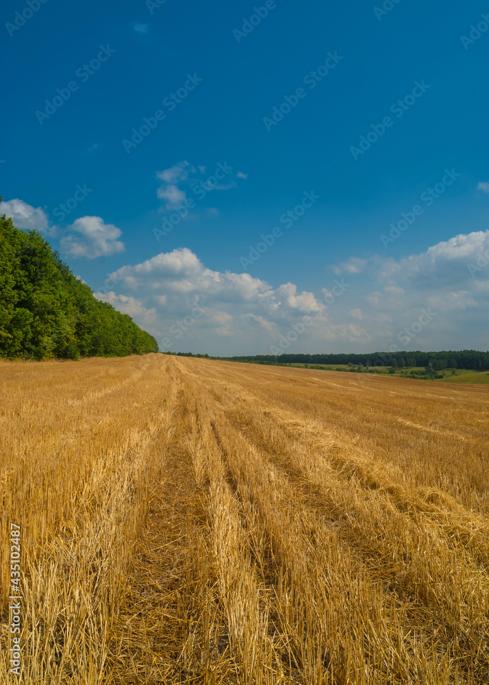 A yellow field with mown wheat under a blue cloudy sky.