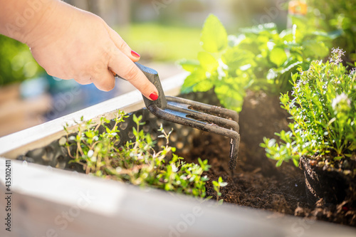 Fotografie Female hand with garden tool in flower bed