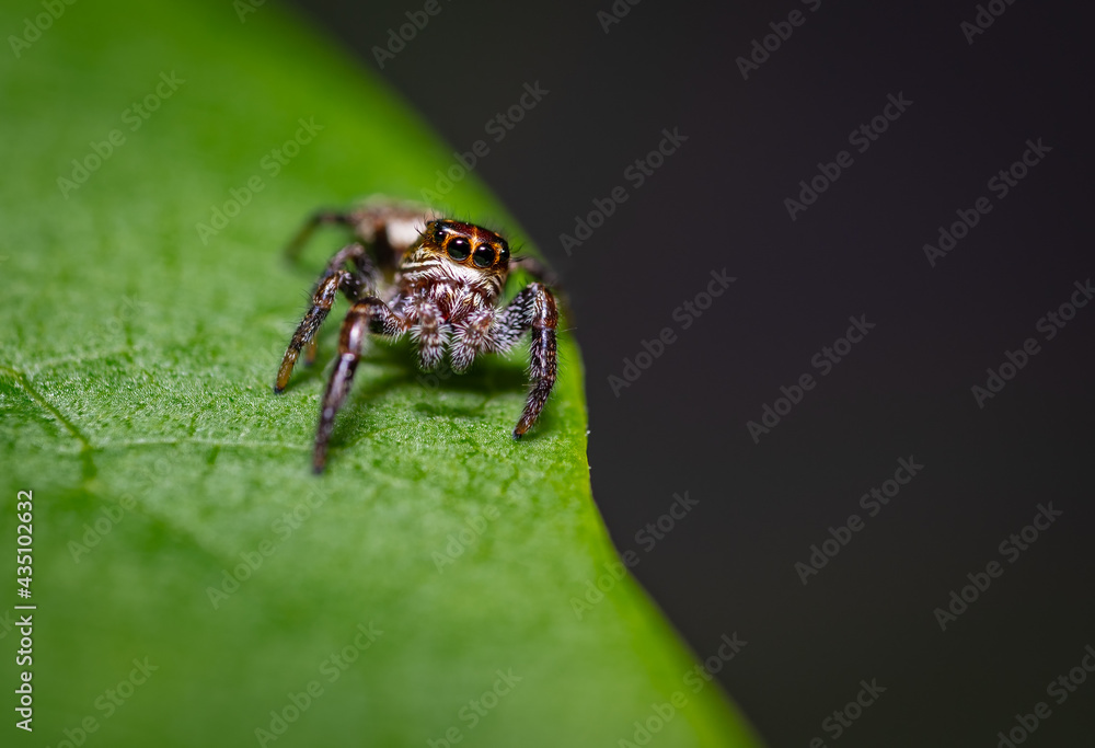 Springspinnen (Salticidae) auf einem grünen Blatt, Nahaufnahme Springspinnen (Salticidae) auf einem grünen Blatt, Nahaufnahme