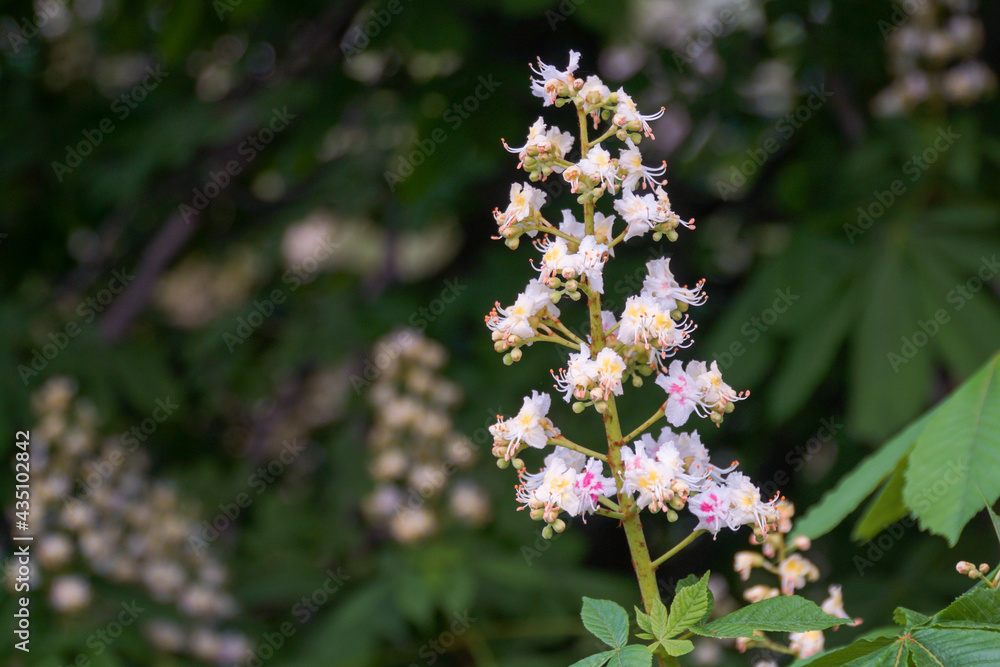 Close-up chestnut flower against a background of green leaves and other flowers. Close-up chestnut flower against a background of green leaves and other flowers.