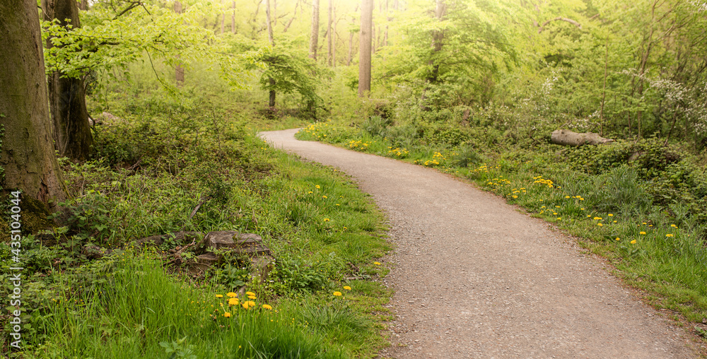 Naklejka premium Sunlight in the green forest, spring time background.
