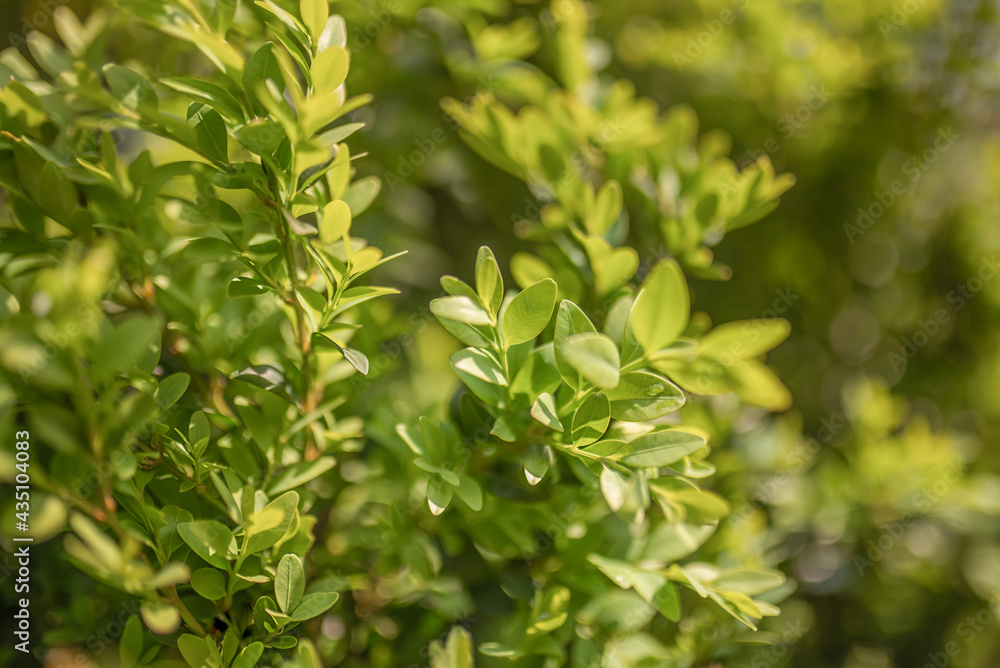 Beautiful boxwood twigs in the rain on blurred greenery background with a lot of bokeh in sunny day. Beautiful boxwood twigs in the rain on blurred greenery background with a lot of bokeh in sunny day.