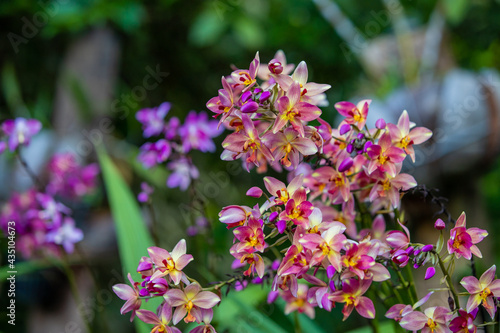 Beautiful Pink flowers in the garden