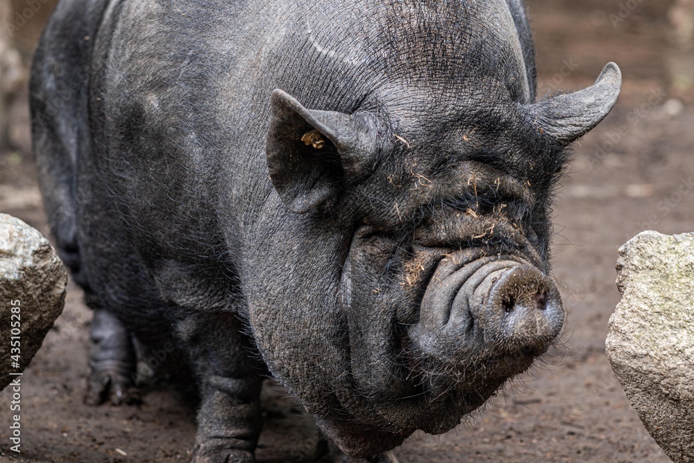pot-bellied pig pot-bellied pig