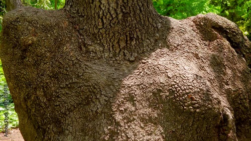 Thick tree trunk, rootstock and scion.