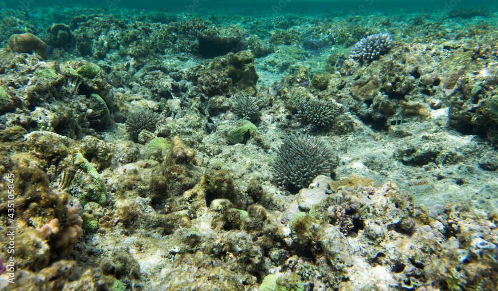 The wonderful coral reef The wonderful coral reef