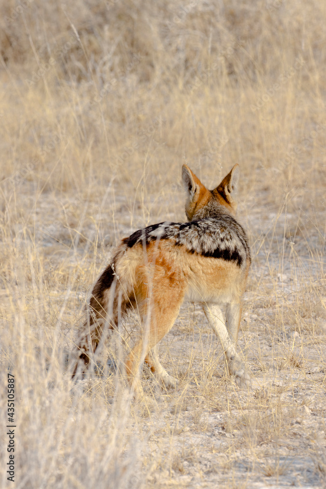 Fototapeta premium A picture of a jackal