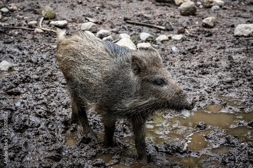 wild boar piglet © PeanuttheWombat
