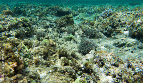 The wonderful coral reef