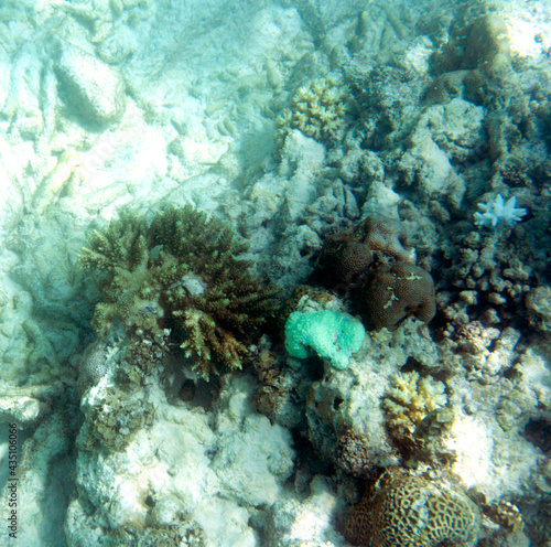 The coral reef bleaching in Seychelles