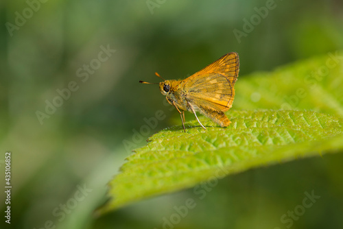 Large Skipper (Ochlodes sylvanus) butterfly resting on a leaf photo