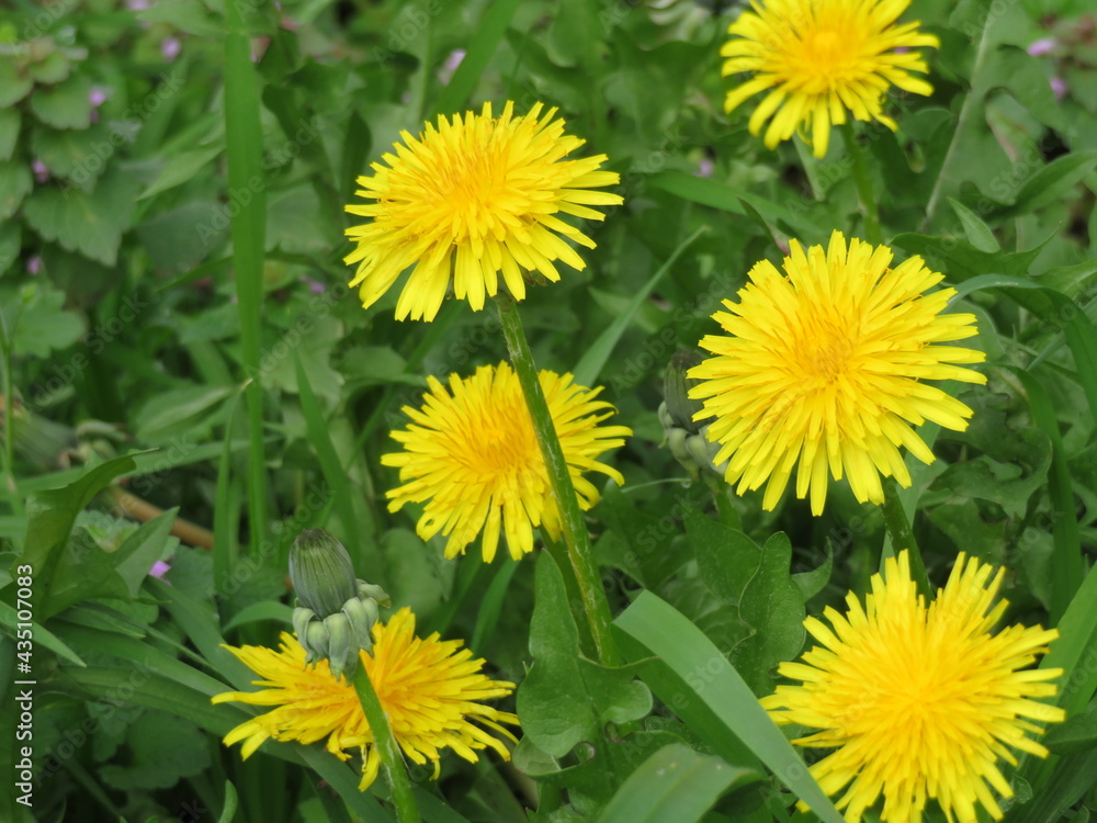 beautiful flowers of natural colors spring pollen aroma beautiful flowers of natural colors spring pollen aroma