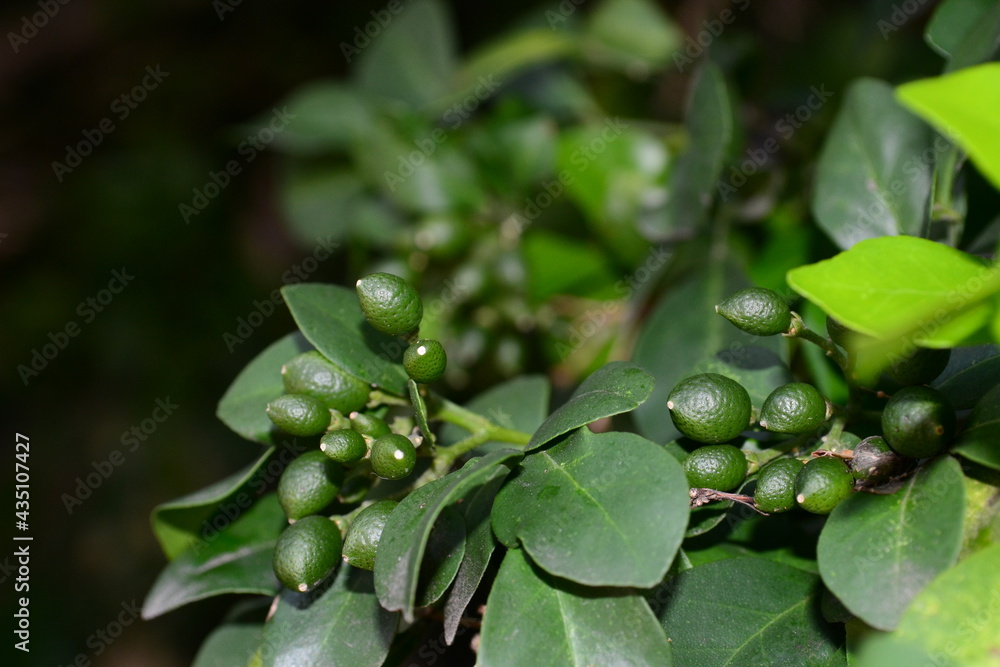 Fruits and leaves on end of branch