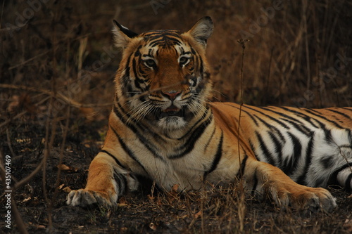 tiger in the jungle