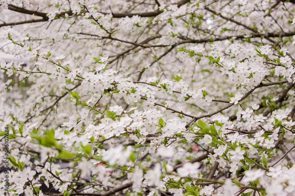 The cherry blossoms on the background of tulips, white flowering tree, background. Spring The cherry blossoms on the background of tulips, white flowering tree, background. Spring