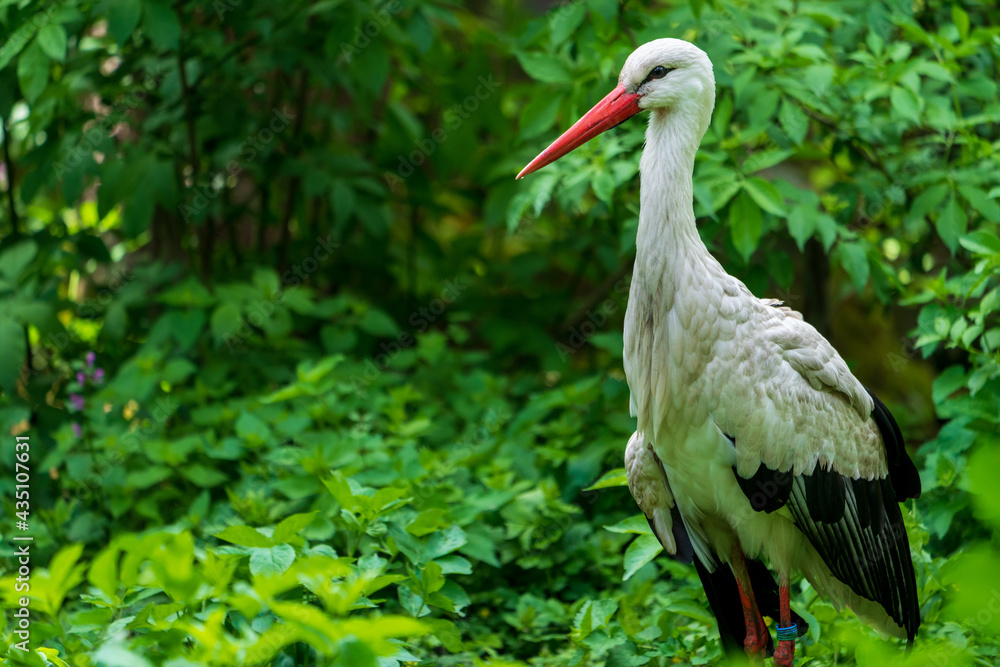 Fototapeta premium Weißstorch (Ciconia ciconia)