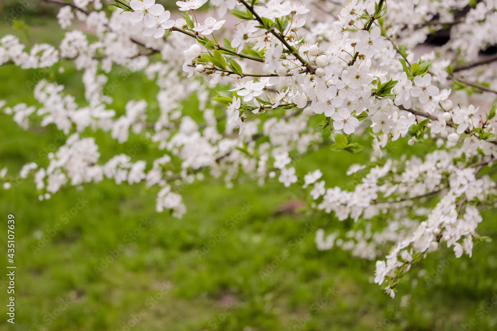The cherry blossoms on the background of tulips, white flowering tree, background. Spring The cherry blossoms on the background of tulips, white flowering tree, background. Spring