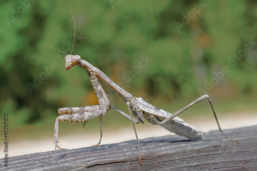 Bild auf Leinwand Large grey female carolina mantis - Stagmomantis carolina - walking on wooden fe