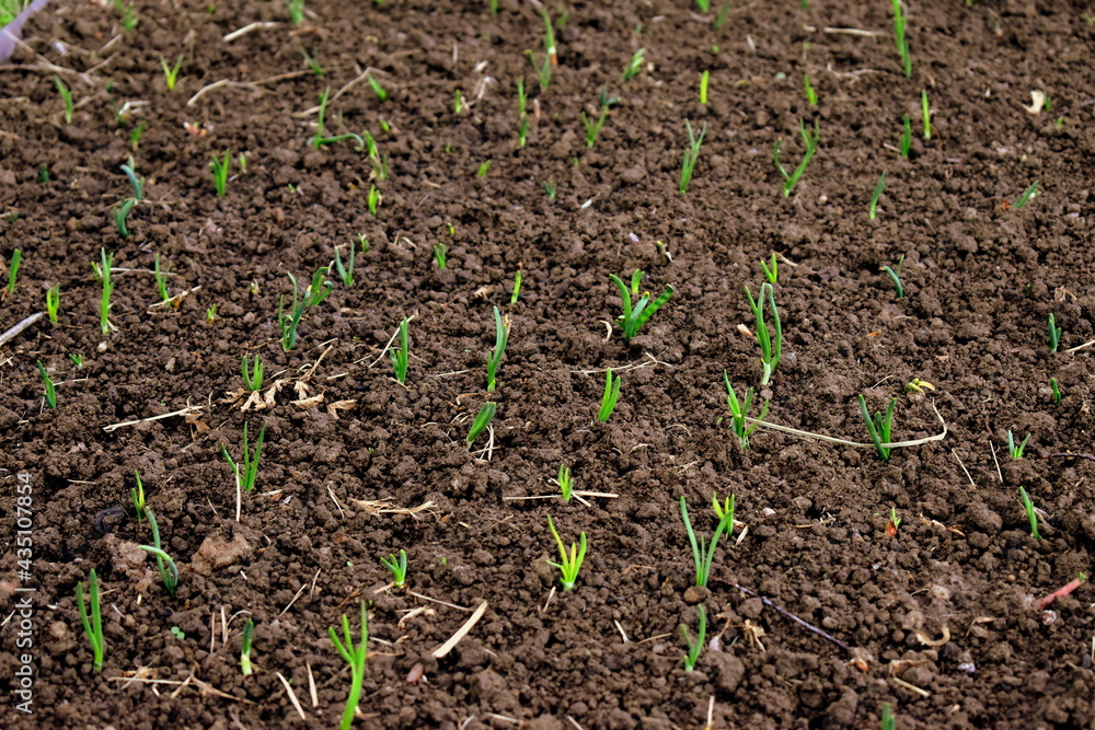 young onion stalks in soil young onion stalks in soil