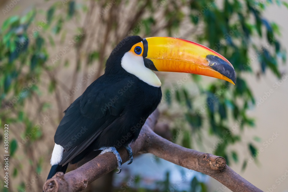 Riesentukan (Ramphastos toco) auf Ast Riesentukan (Ramphastos toco) auf Ast