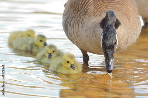 Foto Baby Canada Geese goslings swimming beside their mother