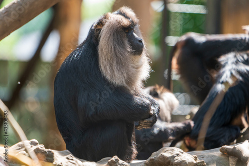 sitzender Bartaffe (Macaca silenus) photo