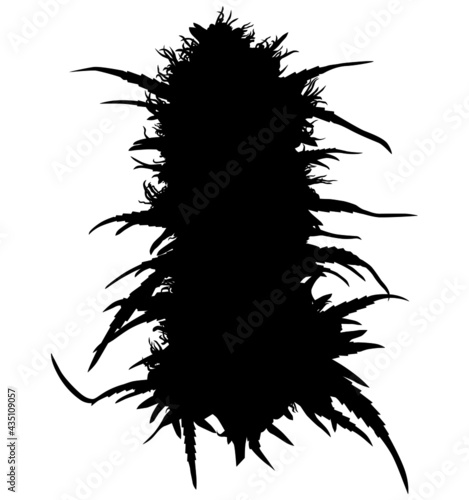Medicinal cannabis bud medicinal plant, marijuana plant with leaves and buds, also known as hashish with CBD - cannabidiol. vector illustration realistic silhouette