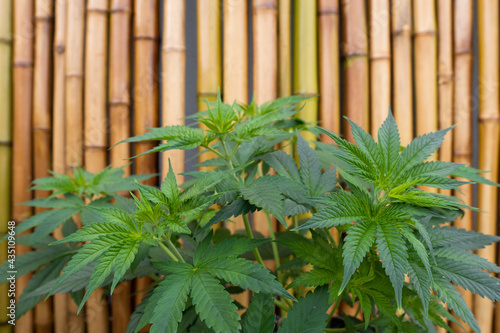 Vegetative stage of marijuana growth.  Marijuana cultivation. Decorative bamboo canes background. Healthy and very vigorous green plants. Medicinal theme.
