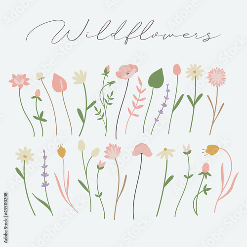 Set of colorful country flowers. Wildflowers clipart. Rustic, botany, greenery, herbal, floral hand drawn vector illustration.