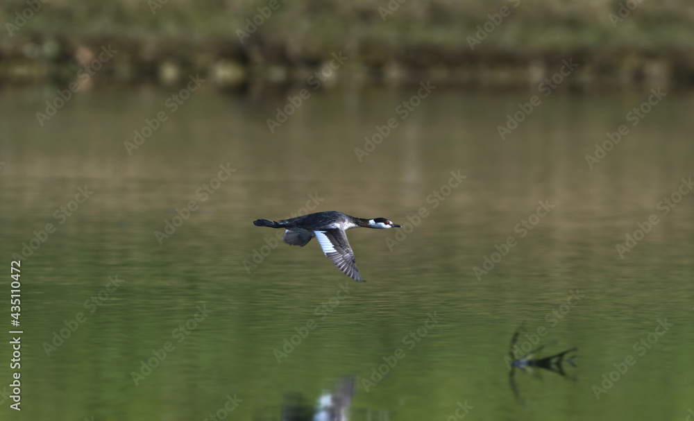 horned grebe (podiceps auritus cornutus) in non breeding colors in flight over a pond in north Florida, green tree reflection in water horned grebe (podiceps auritus cornutus) in non breeding colors in flight over a pond in north Florida, green tree reflection in water