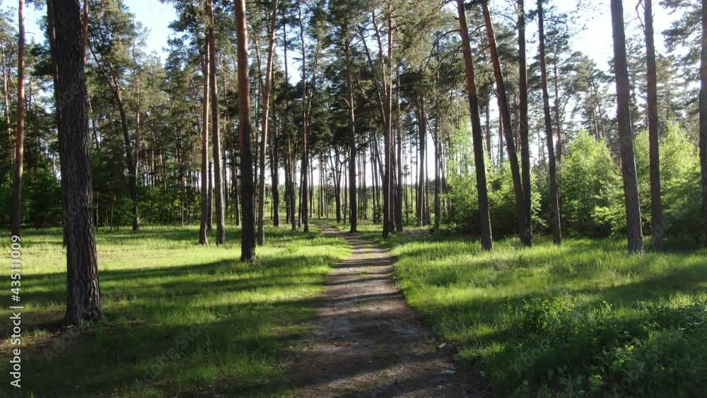 Path in a pine forest Path in a pine forest