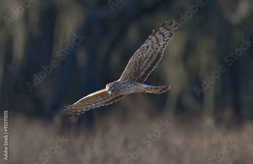 female northern harrier (Circus hudsonius) flying low over brown grass meadow, looking down for prey, wings extended, perfect evening yellow light, facial and feather detail